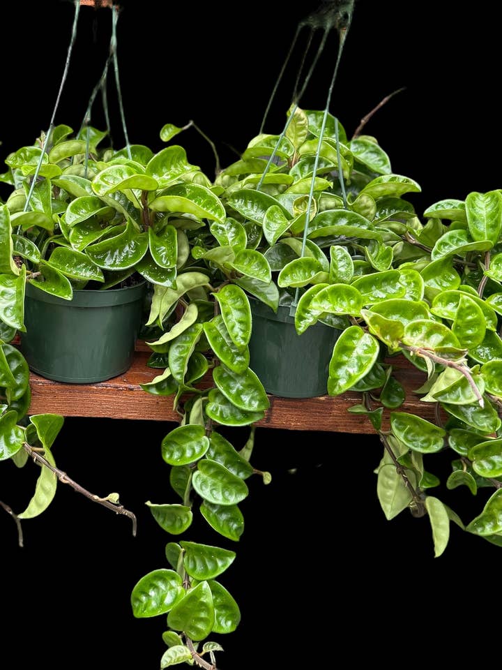 Hoya Krinkle for wholesale by Plant Vault