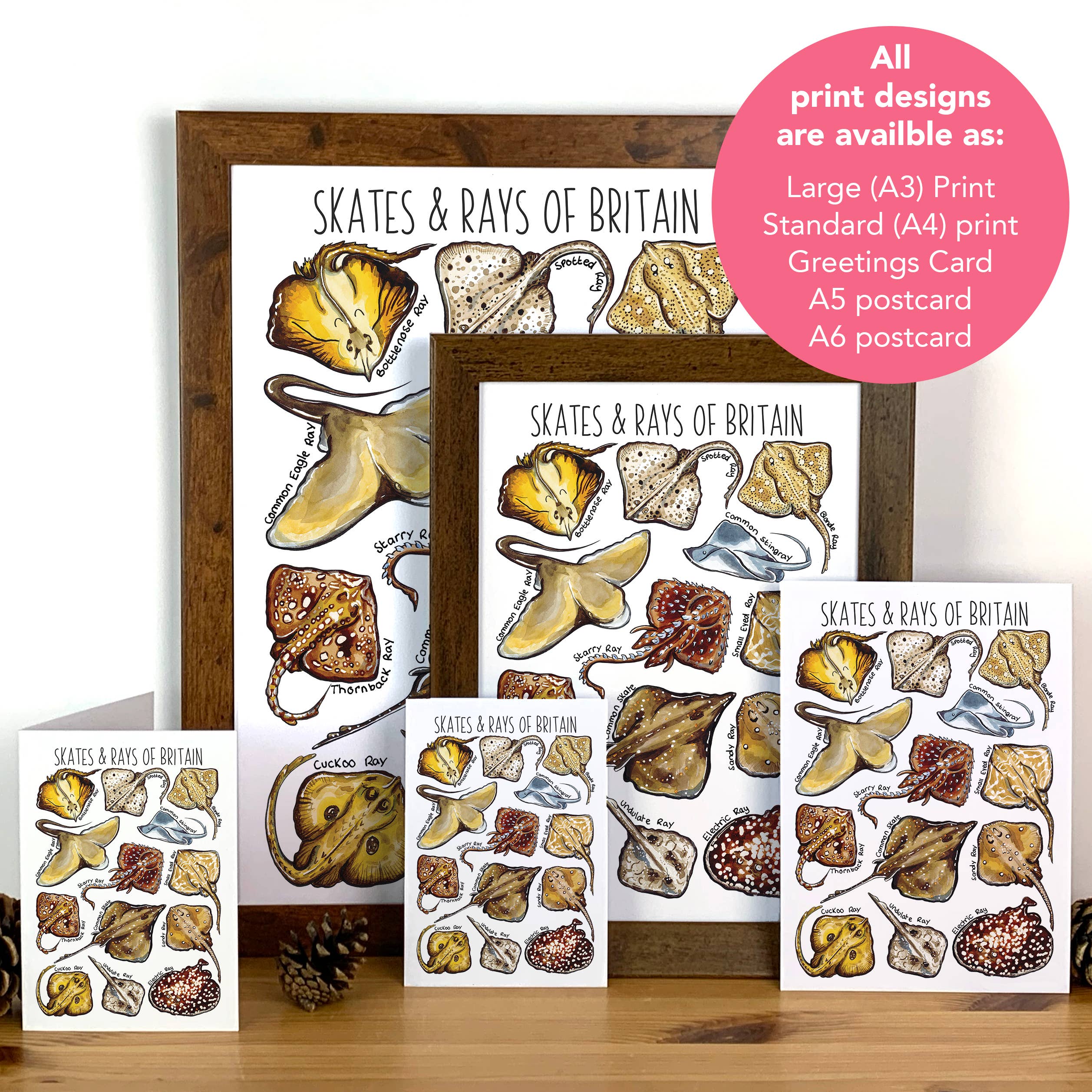 Alexia Claire Ltd - Wholesale Postcard - Skates & Rays of Britain Art Blank Postcard3