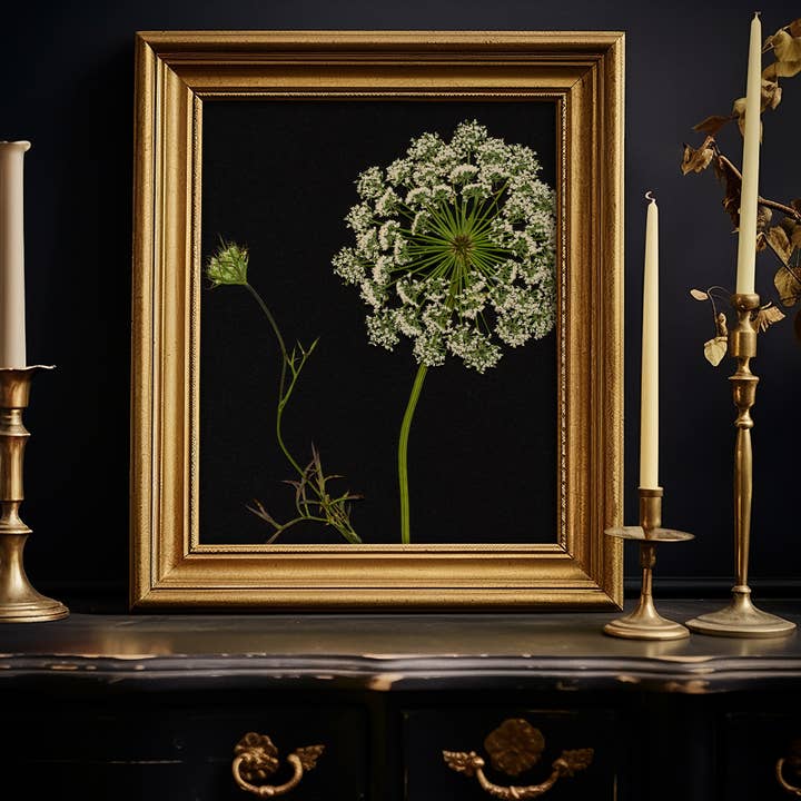 Hope Steinle Pressed Flower Art - Wholesale Art Print - Pressed Flower Art Print - Queen Anne's Lace