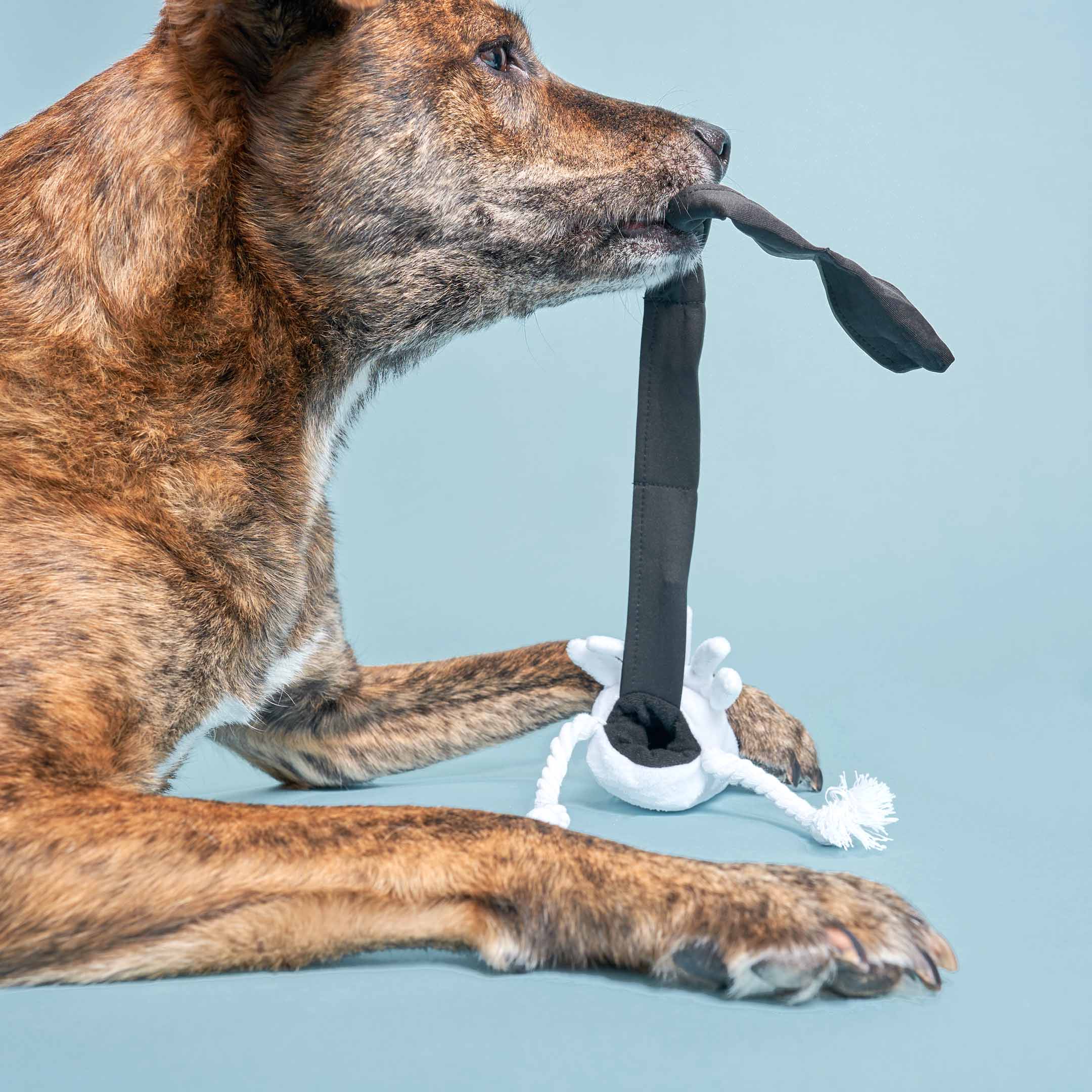 the furryfolks - Vente Peluche – chien - Jouet Nez Calamari pour chien3