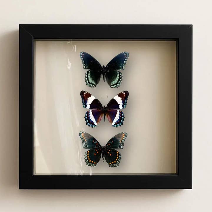 Trio de vrais papillons – Amiral blanc et pourpre à taches rouges pour la vente par Instar Innovations