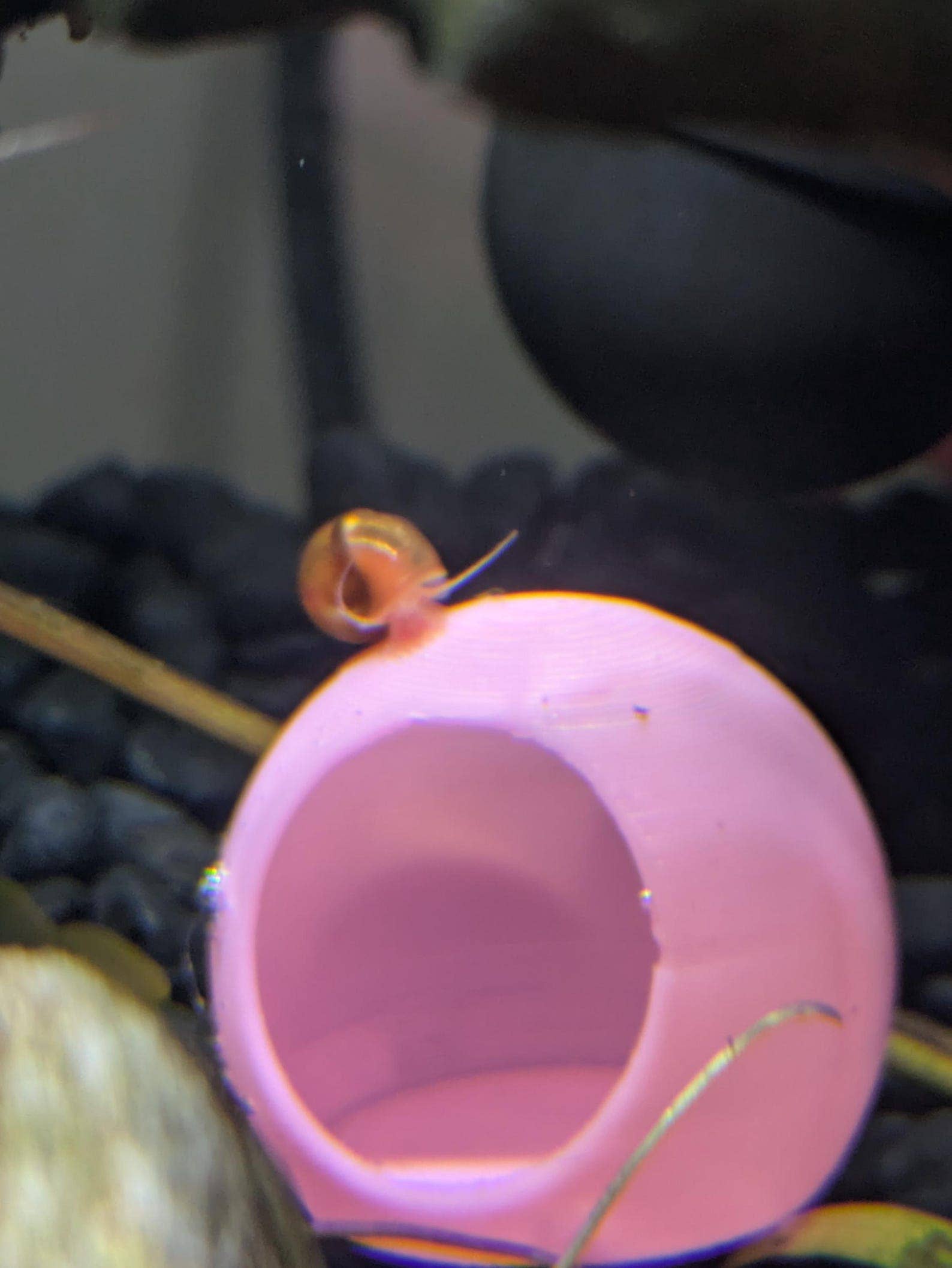 Jinx and Luna Exotics - Wholesale Decorative Tabletop Object - Mini Shrimp and Snail Hide1