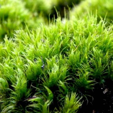 Florasource - Wholesale Fresh Cut Flowers - FRESH Mood Moss1