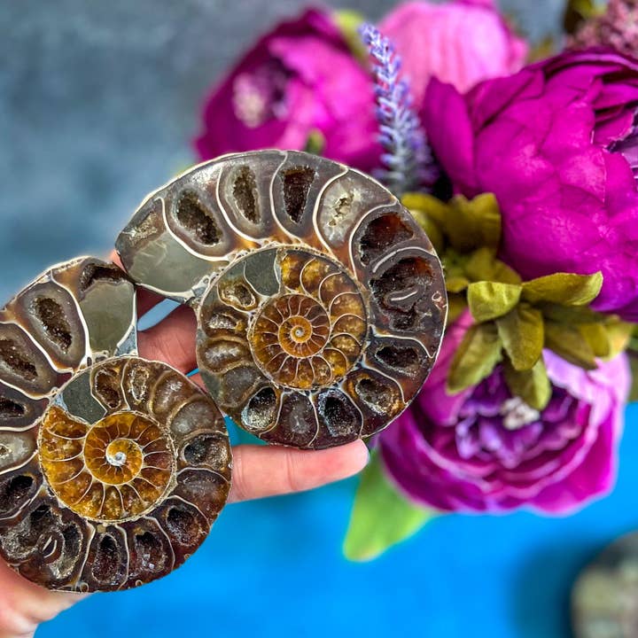 Mandala Gems - Wholesale Decorative Tabletop Object - Ammonite Fossil Pairs, Ethically Sourced Ocean Decor, Beachy