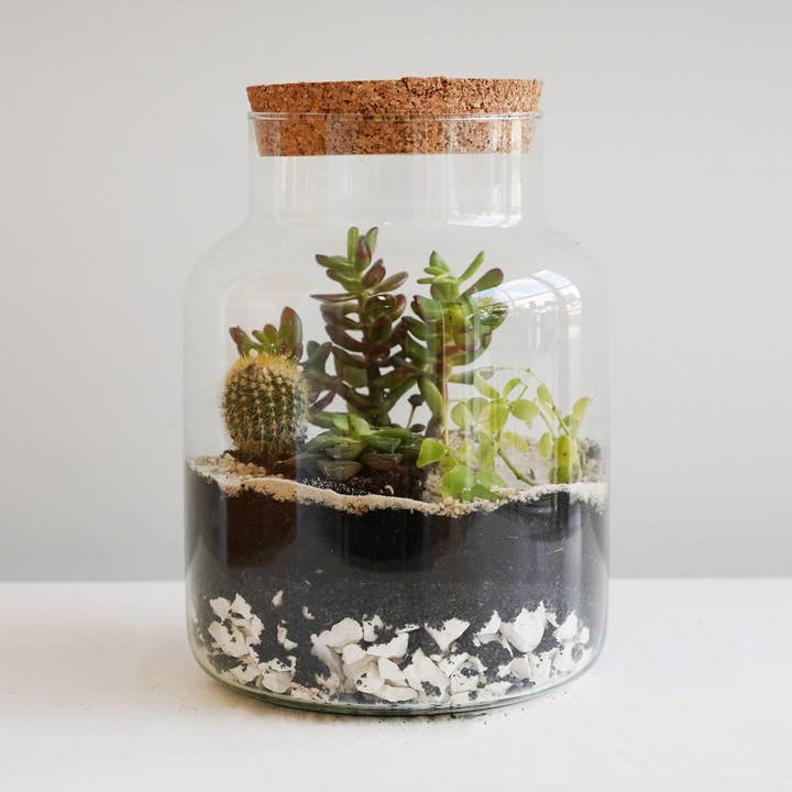 Ivyline - Vente Terrariums - Kit de bricolage pour grand terrarium en forme de bouteille, hauteur 26,5 cm, largeur 19 cm0