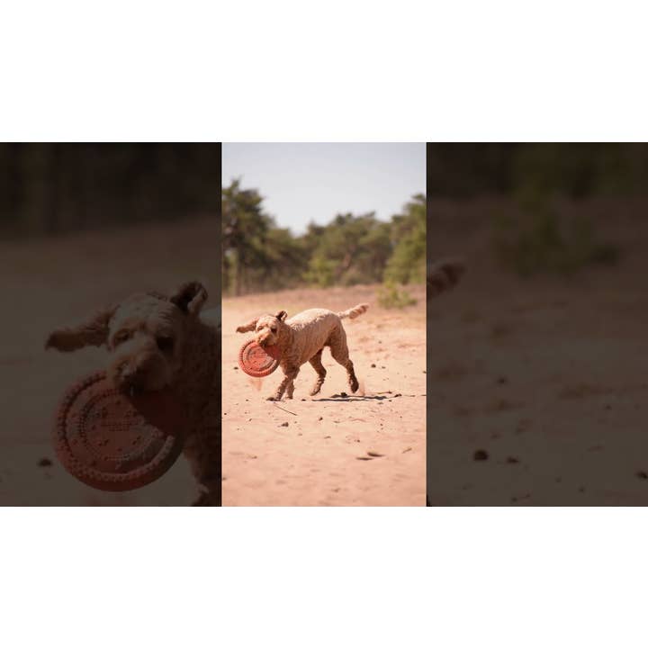 Hofman Animal Care - Vente Balle – chien - Frisbee UFO Dog Comets rose1