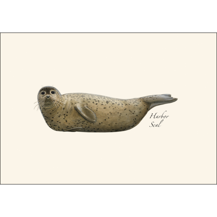 Earth Sky + Water - Wholesale Stationery/Notecard Set - Harbor Seal1