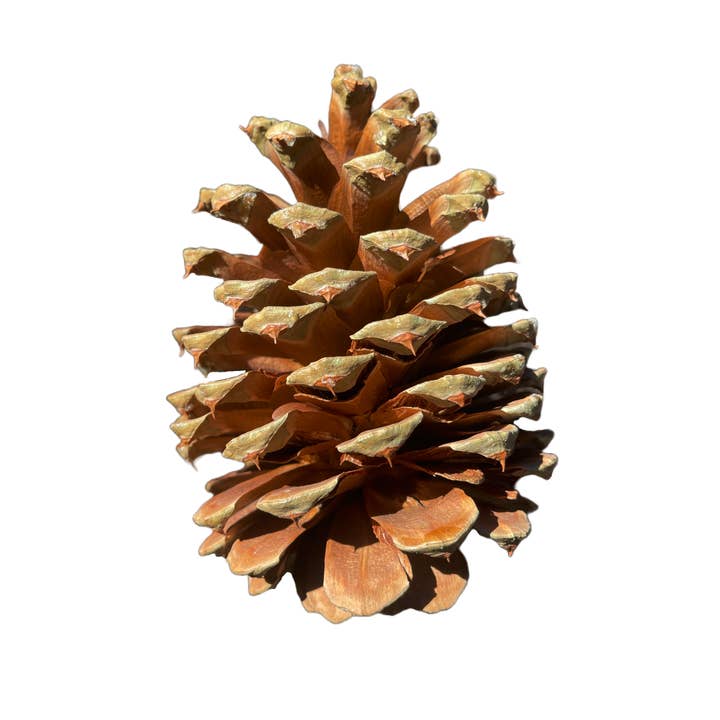 Gennemsigtig baggrundsfotografering | Kort/udskrifter | Pinecone for engroshandel hos ArtRoots LLC