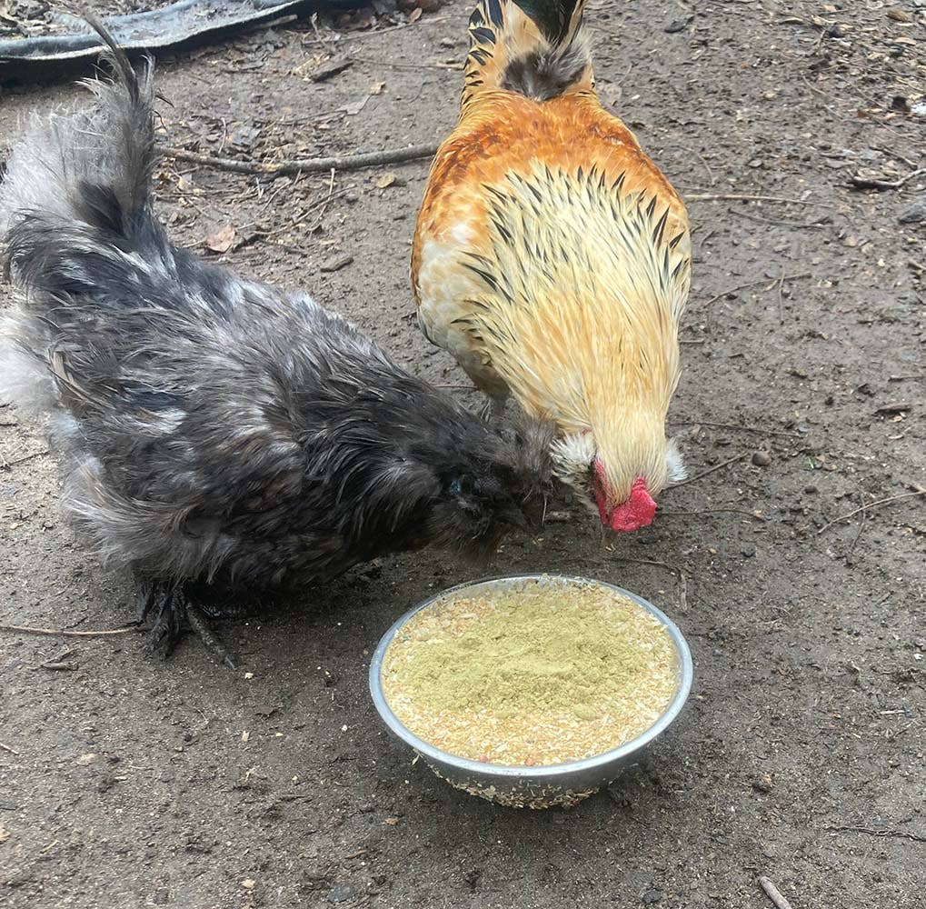 Dahlia Pets - Vendita all'ingrosso Cibo per animali - Non cani o gatti - Pumpkin Seed Delight - Aggiungi al mangime per pollaio sano3