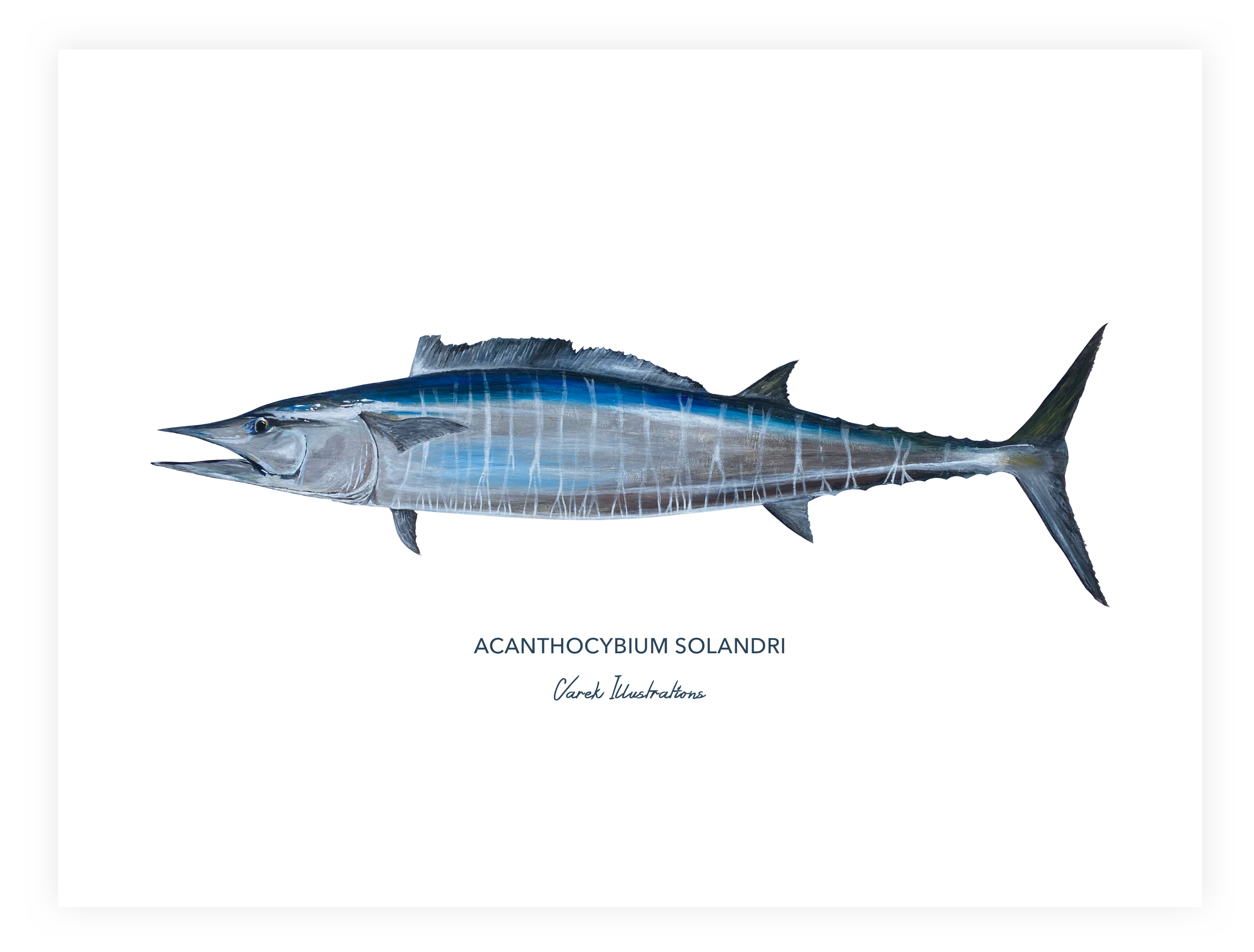 Varek Illustrations - Wholesale Art Print - Wahoo fish painting - reproduction on art paper1