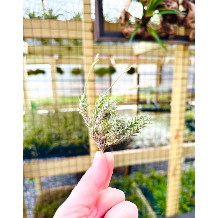 The Artizan Way - Wholesale Live Plant - Tillandsia Tricholepis - Miniature Live Air Plant
