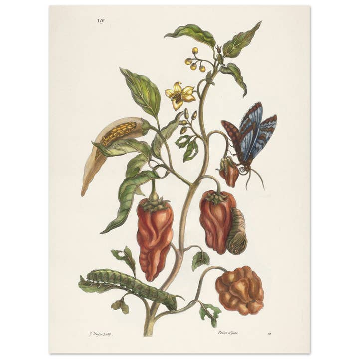 Maison de Paloma - Wholesale Art Print - Poivre d'Inde1