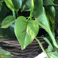 Handcrafted Flowers - Vente Plantes artificielles - Grands paniers suspendus Pothos artificiels2