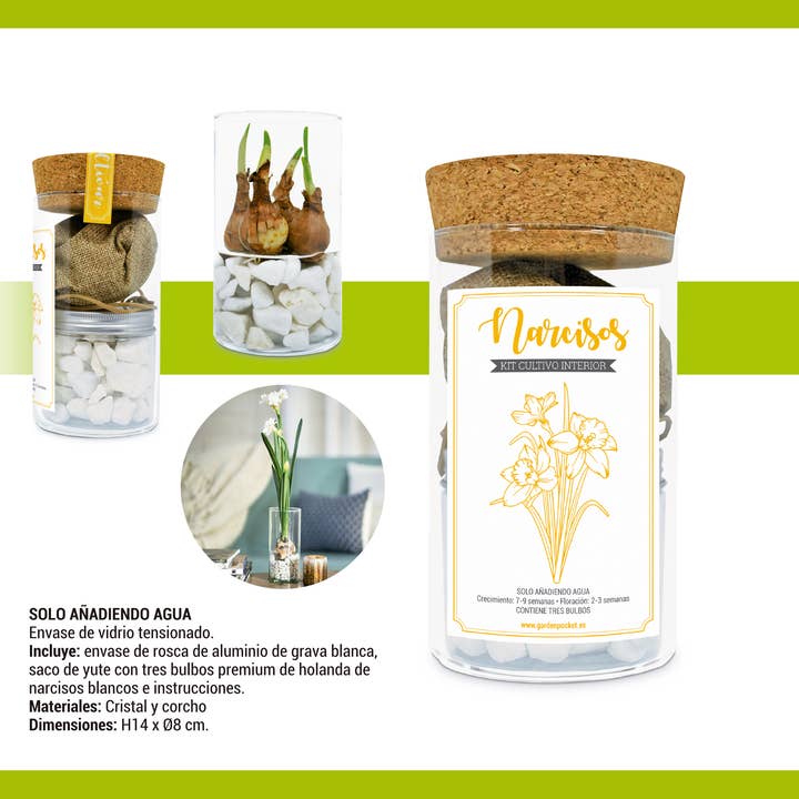 Garden Pocket - Wholesale Plant Seeds - UD-KIT CRYSTAL DAFFODILS2