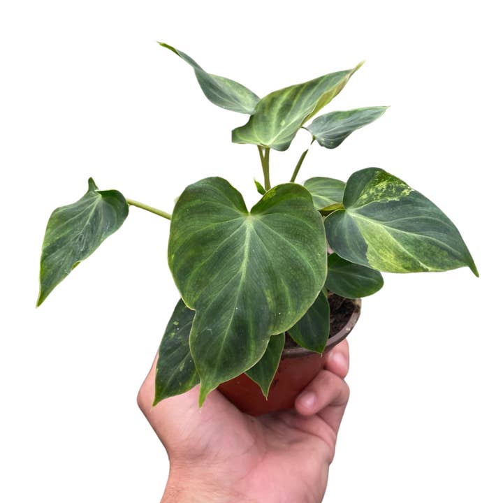 Philodendron 'Verrucosum' for wholesale by Rooted Treasures Farms
