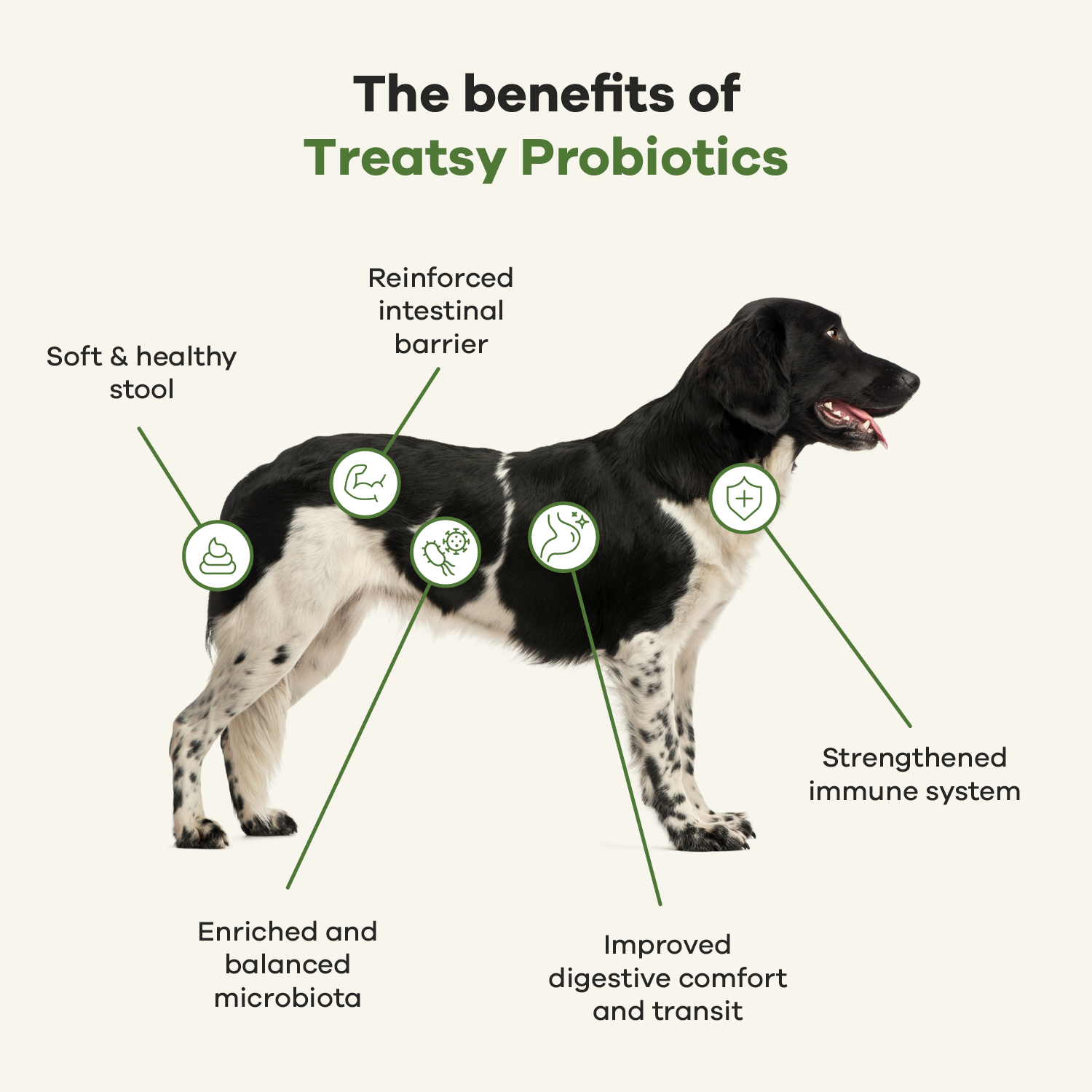 Treatsy - Wholesale Pet Supplement - Dog - Dog Probiotics Supplement | Vet recommended | Chicken5