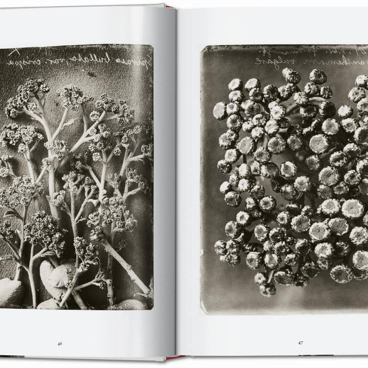 TASCHEN Europe - Wholesale Display Book - Karl Blossfeldt. The Complete Published Work. 45th Ed. (German, French, English)3