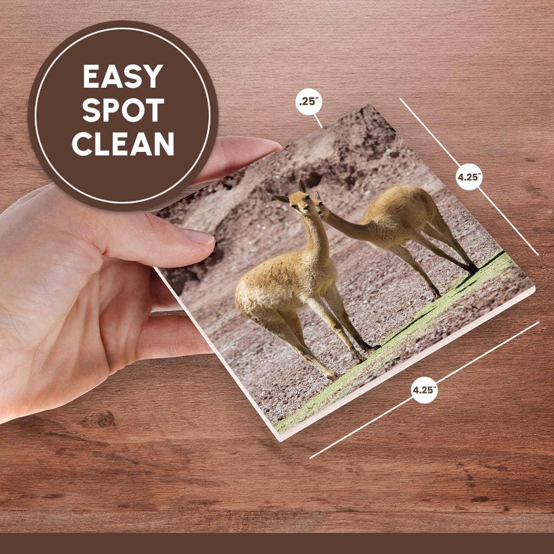 3dRose - Wholesale Coasters - 3dRose, Vicuna in the Altiplano of Argentina near Tolar Grande., Coaster6