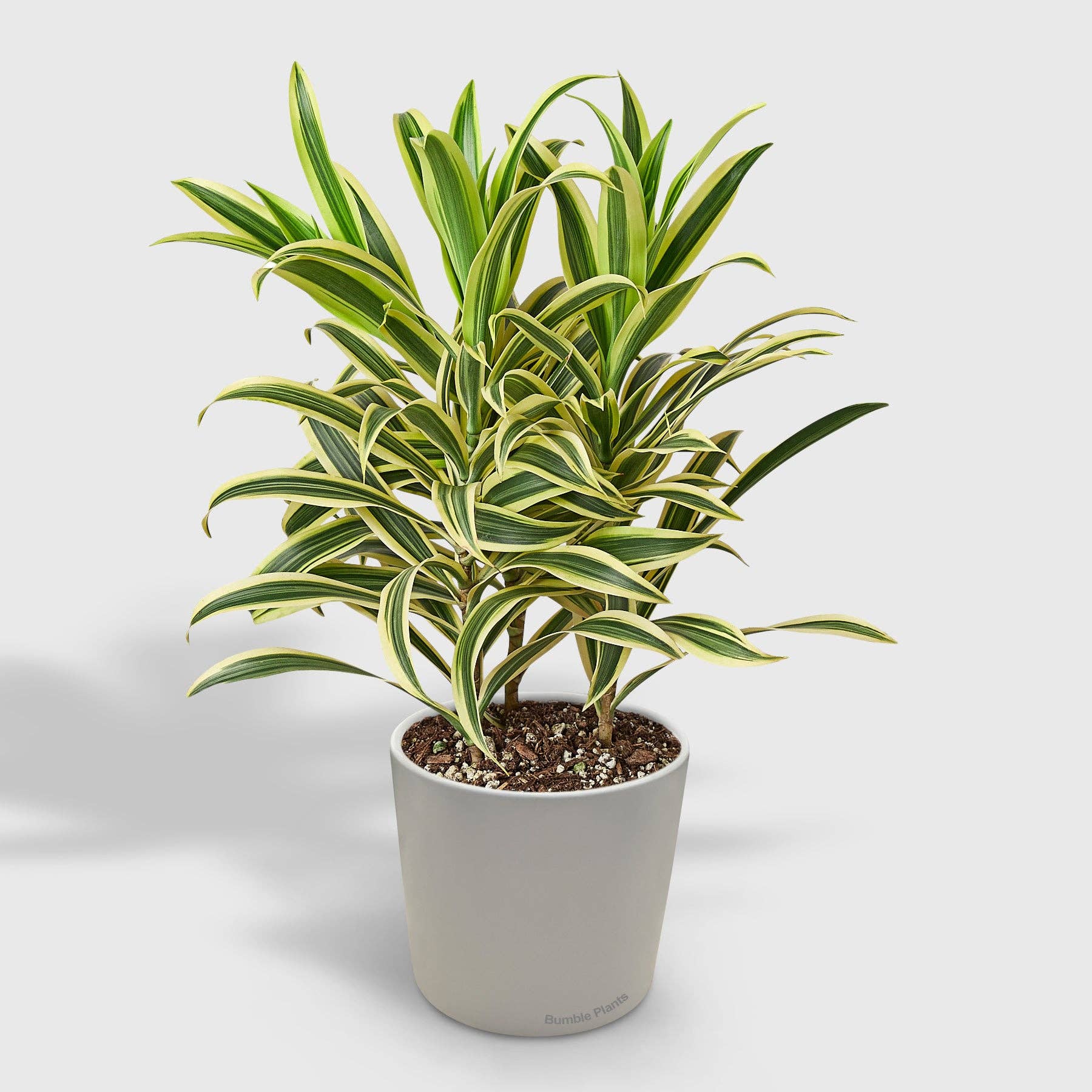 Bumble Plants - Wholesale Live Plant - Dracaena 'Song of India'2
