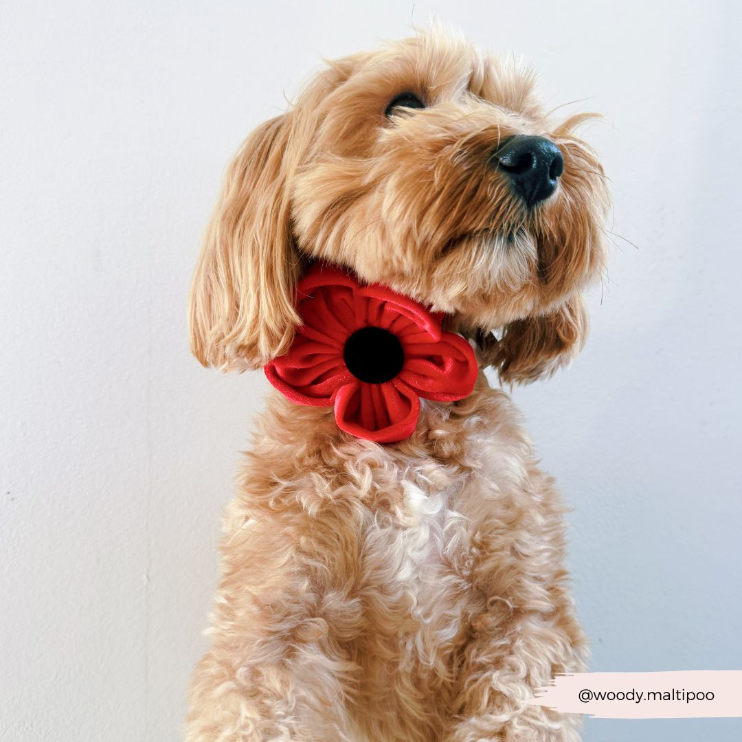 Cocopup London – wholesale Pet collar – Dog – Poppy Collar Flower5