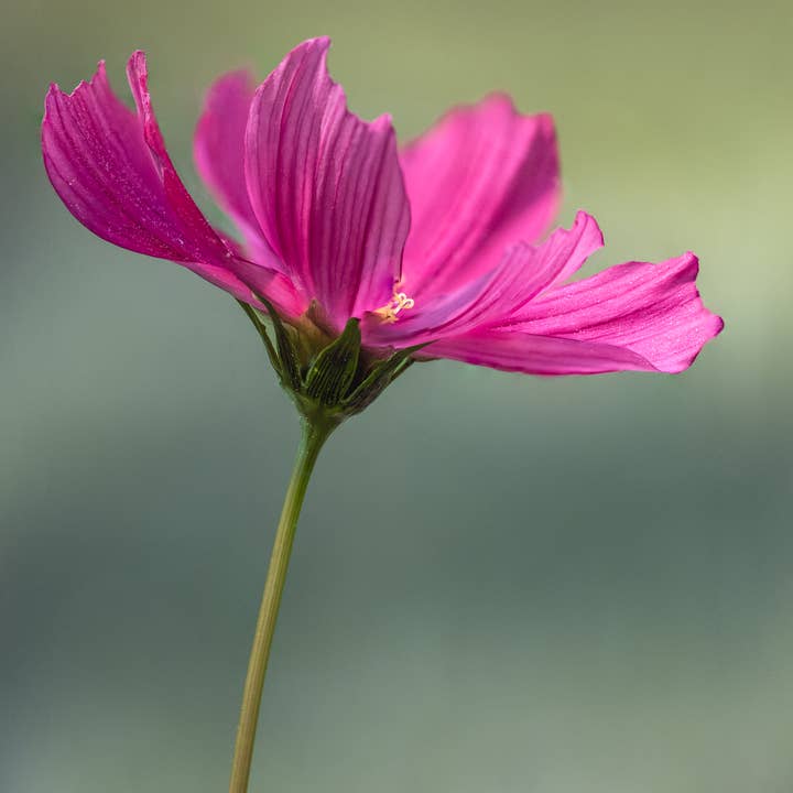 Soaring Cosmo for wholesale by Erica Joy Photography