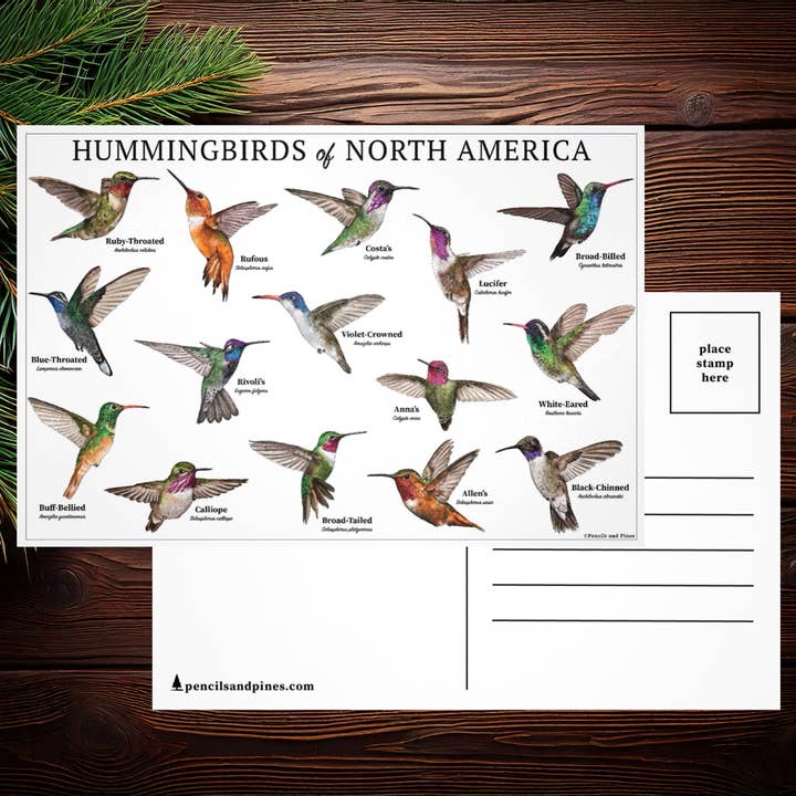 Hummingbirds of North America Postcard for wholesale by Pencils and Pines