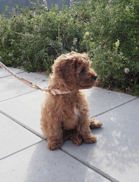 OYOY LIVING DESIGN A/S - Vendita all'ingrosso Collare - Cani - Collare per cani Perry, taglia M3