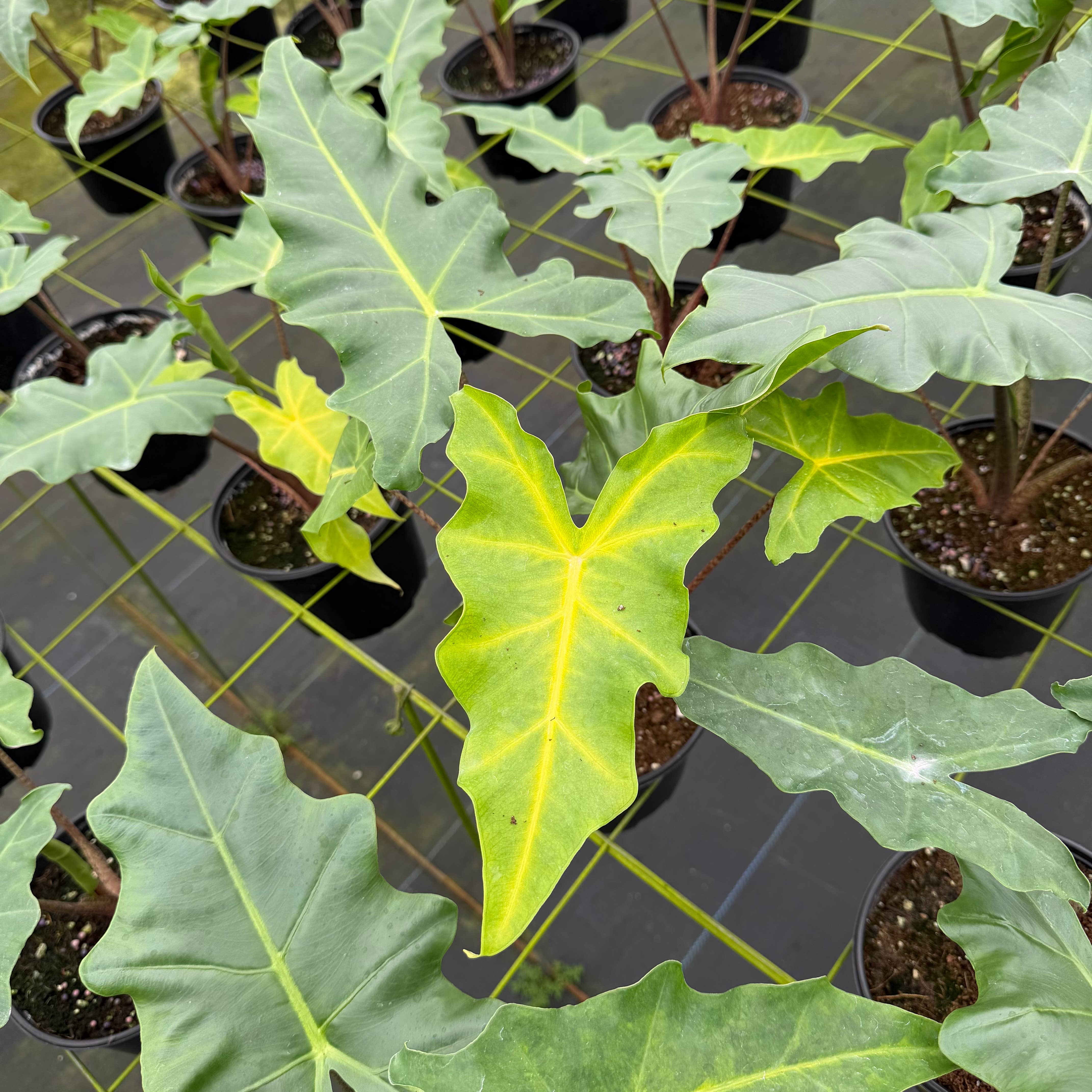 Central Florida Ferns & Foliage - Wholesale Live Plant - ALOCASIA Golden Dragon Live Plant 6in3