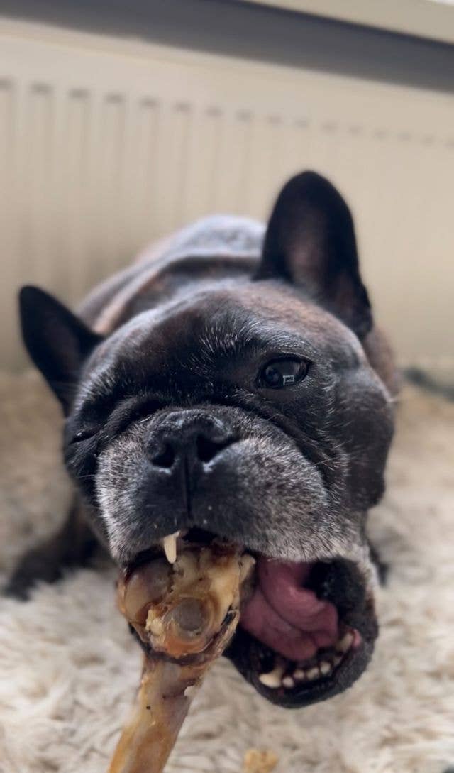 Kivo Petfood - Wholesale Pet Treats - Dog - Dog snack - Lamb bone - 1 piece1