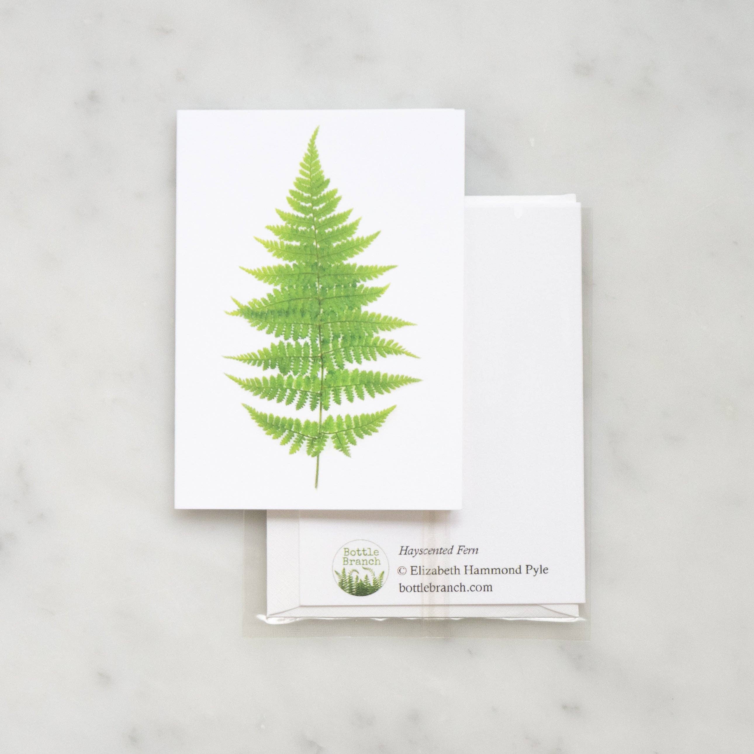 Bottle Branch - Wholesale Everyday Greeting Card - Enclosure card - Fern1