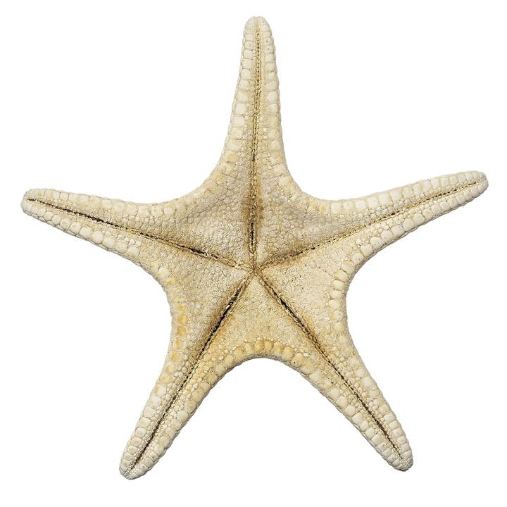 HS Seashells - Wholesale Decorative Tabletop Object - White Knobby Starfish 8-10"