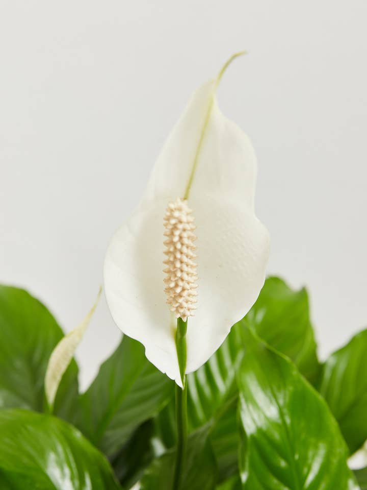 Peace Lily (Spathiphyllum) for wholesale by Lively Root