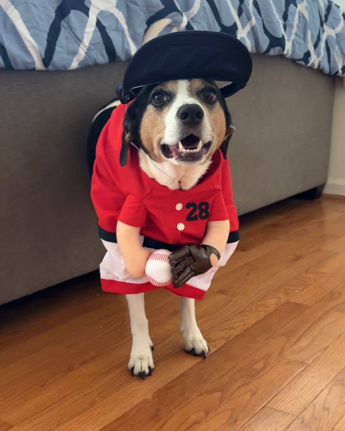 Show & Tail – wholesale Dräkt - Hund – Husdjurskläder - The Home Ruff8