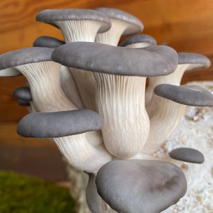 Mycoterra Farm - Wholesale DIY Food Kit - Blue Oyster Mushroom Grow Kit3