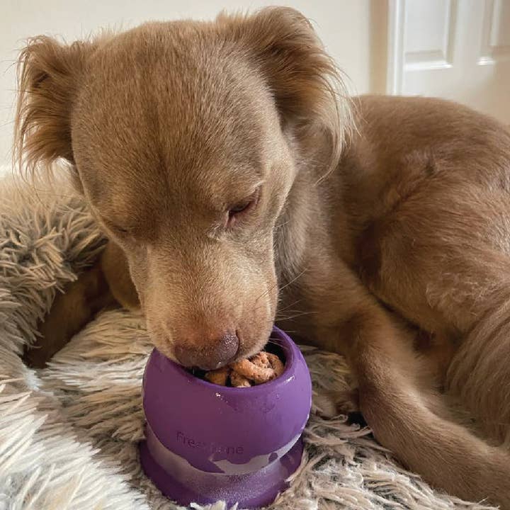 Freezbone - Wholesale Pet chew toy – Dog - Freezball Large - Purple2