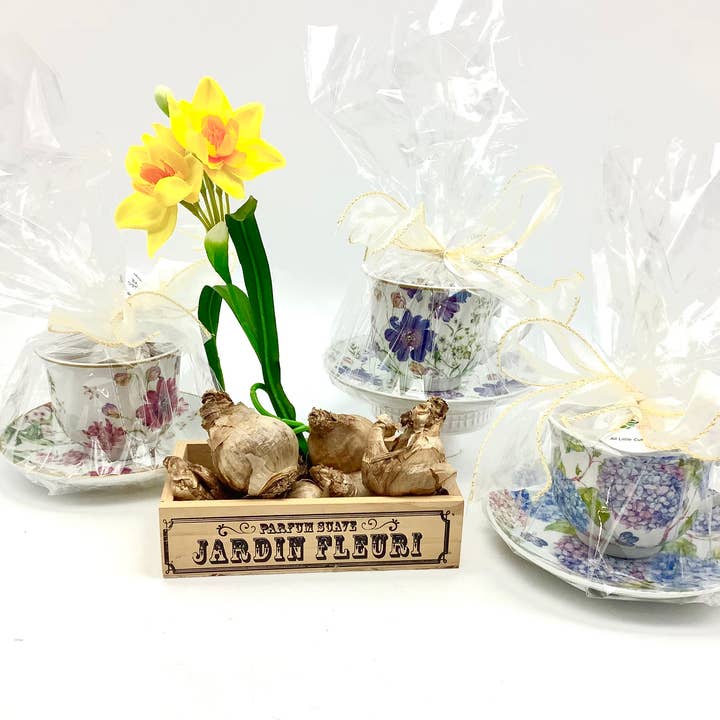 All Little Cute Things - Wholesale Party Favor - Dutch Daffodil Bulb in a Teacup, Garden Tea Party Favors1