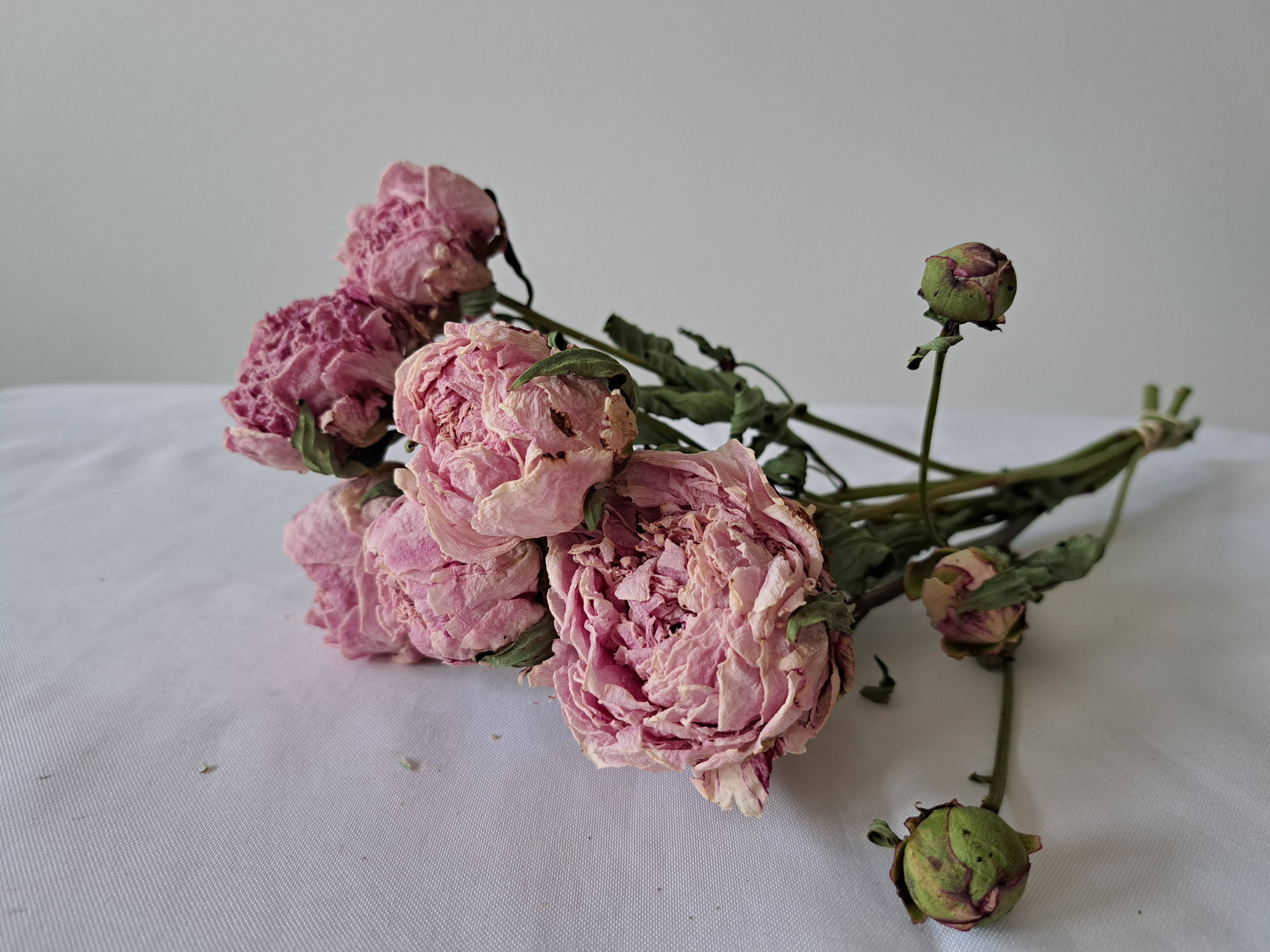 Fence Post Florals – Flores secas/prensadas por atacado – Pivôas Sarah Bernhard1