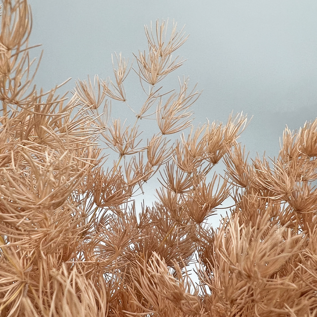 2626 Designs - Venta al por mayor Flores secas/prensadas - Helecho Espárrago Preservado, de 30 a 50 cm de largo7