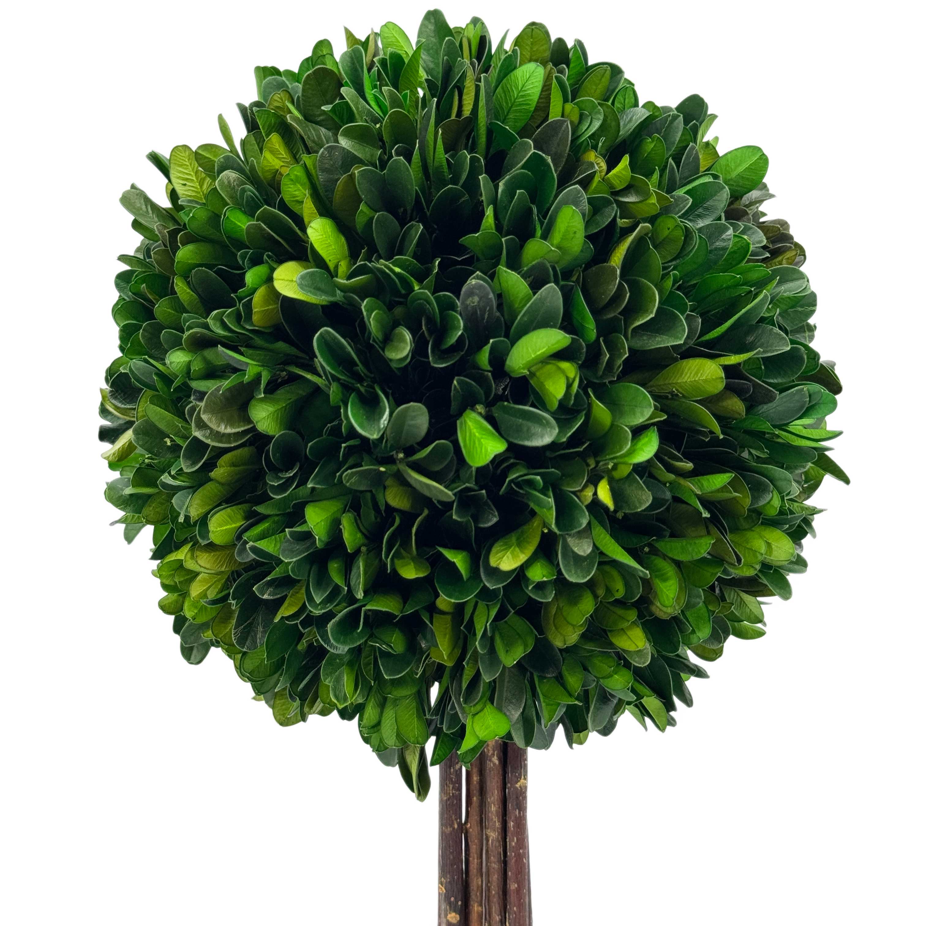 Galt International Company - Vente Plantes artificielles - Arbre topiaire en boule de buis dans un pot rond en céramique bleu et blanc4