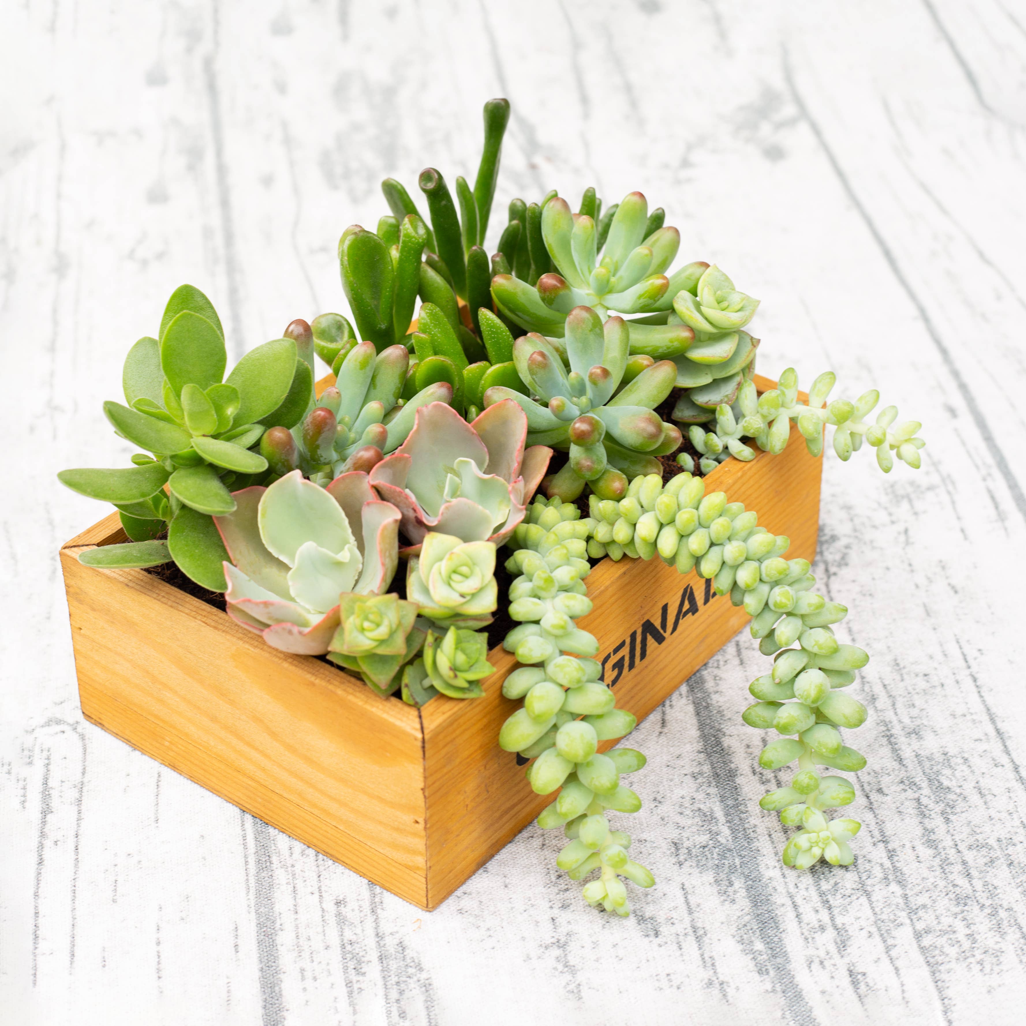 Best Plant Friend - Vente Succulentes - Plateau à succulentes aléatoire - 64 plantes succulentes vivantes en vrac - Pot de 2 pouces6