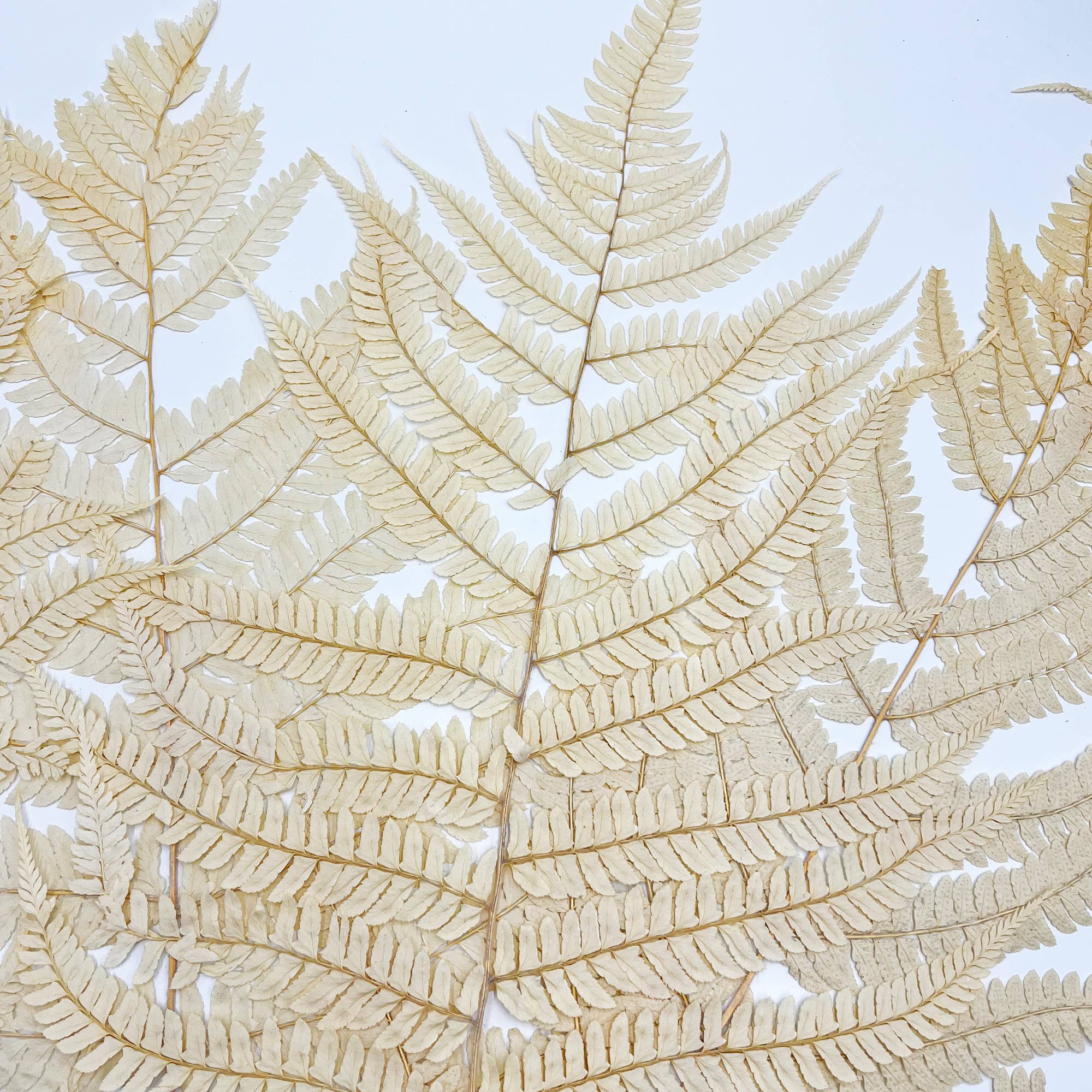 2626 Designs - Wholesale Dried/Pressed Flowers - Dried Preserved Fern 14"10