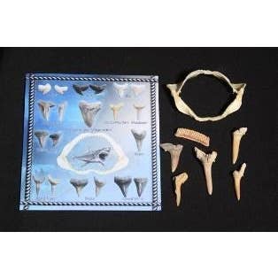 SHARK TEETH & CARD for wholesale by Darlene's Shells