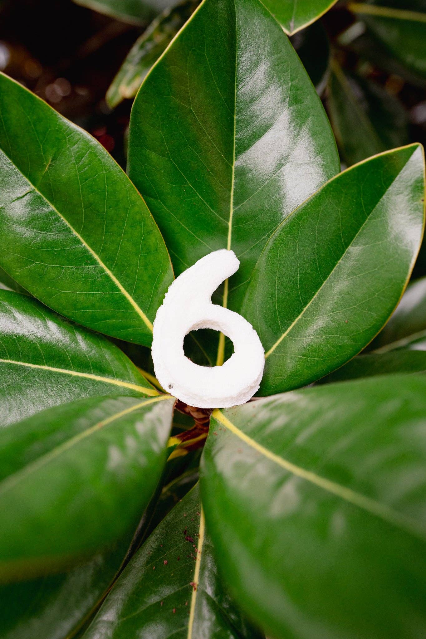 Love Liparu - Wholesale Pet Treats - Dog - MARSHMALLOW NUMBER | Freeze-Dried Dog + Cat Treat7