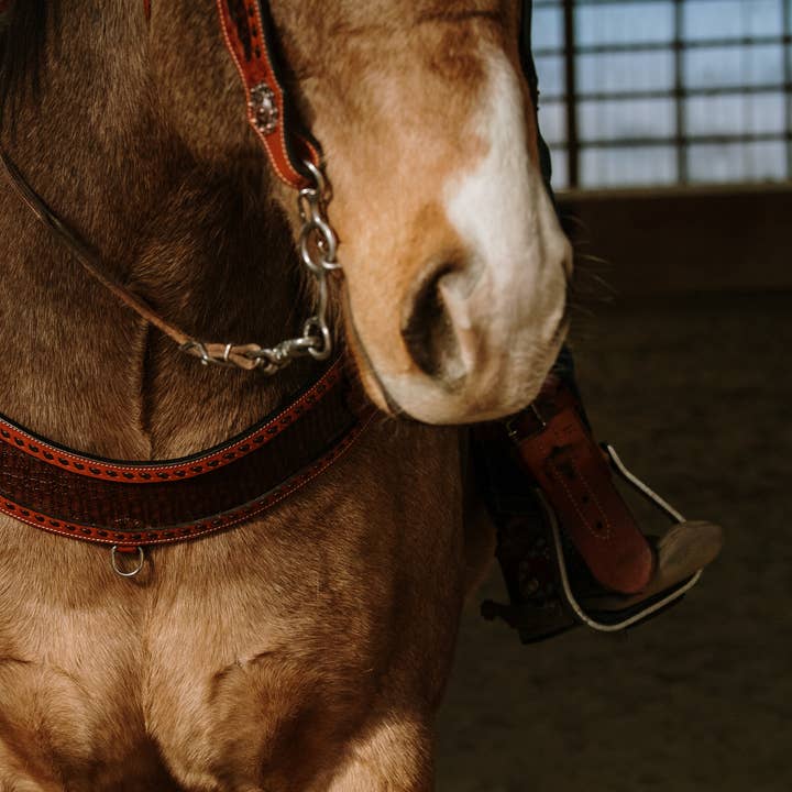 Wyatt Earp Tripping Collar for wholesale by Schulz Equine