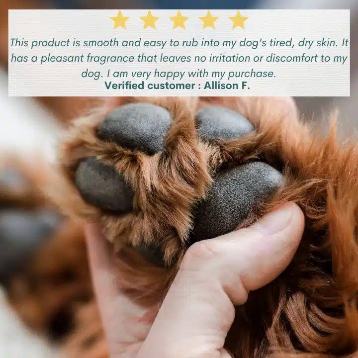 Hemp Collective - Wholesale Pet balm – Dog - Hemp Pet Balm 15g