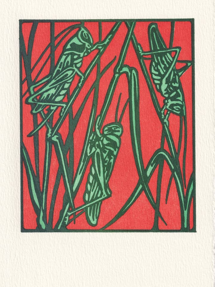 Grasshoppers for wholesale by Saturn Press