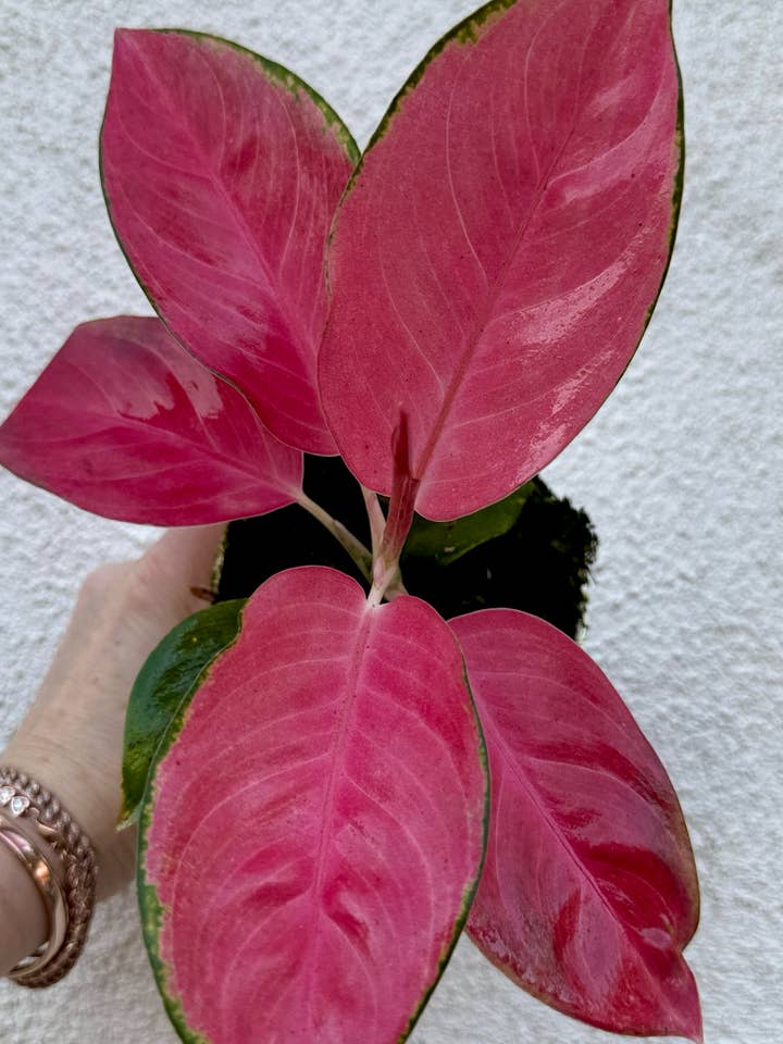 Aglaonema Lucky rare aglaonema for wholesale by Plant Vault
