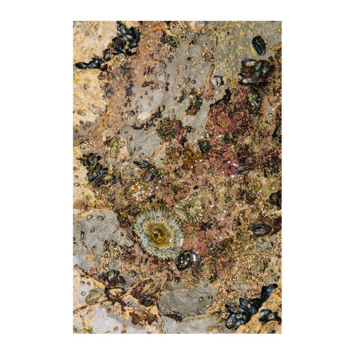 Konge Tidevand #6, 2025. for engroshandel hos bylindseykusterman