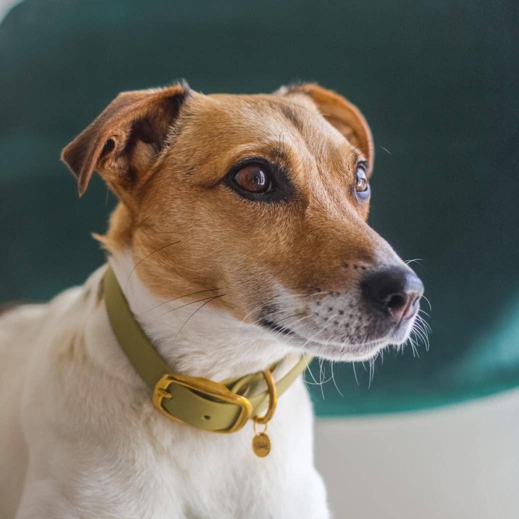 Fidèle Paris - Wholesale Pet Collar - Dog - “The Adventurer” necklace - Linden3