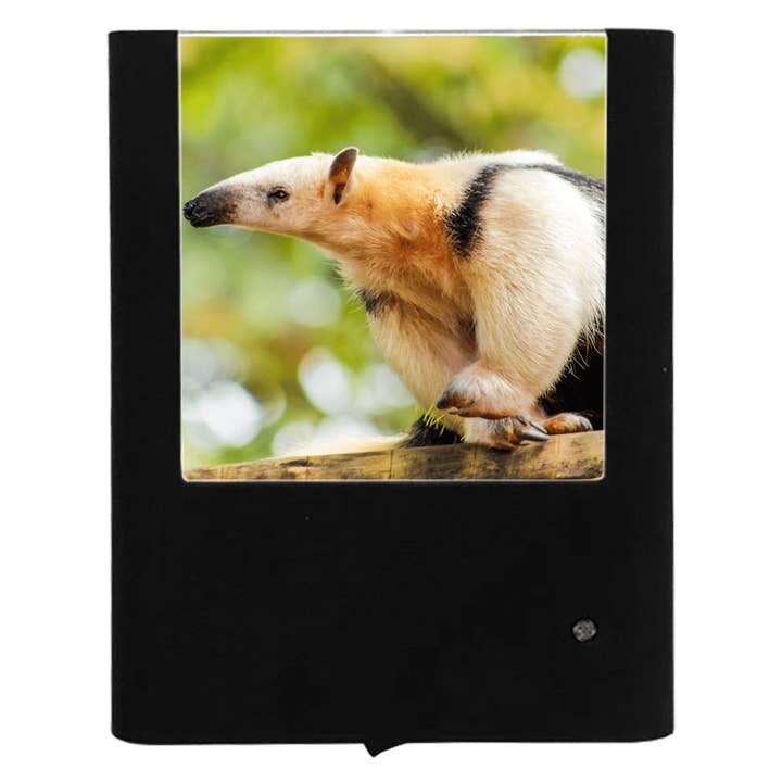 Anteater and other Purchase Wholesale anteater. Free Returns & Net 60 Terms on Faire trending on Faire.